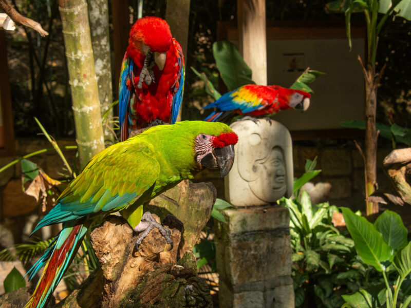 Great green macaw and scarlet macaw, Copan, Honduras